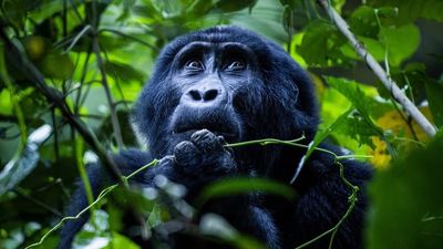 4 Days Gorilla Trekking and Wildlife Safari - Image - 9622